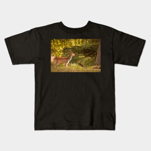 Deer in autumn light Kids T-Shirt by AYatesPhoto